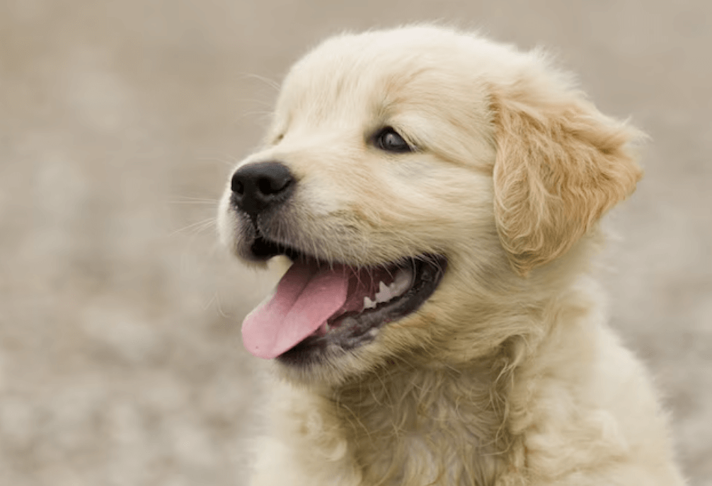 how much is a golden retriever in the philippines