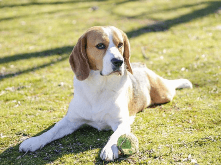 how much is a beagle in the philippines